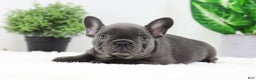 French Bulldog dogs for sale: Esther - Ad 12