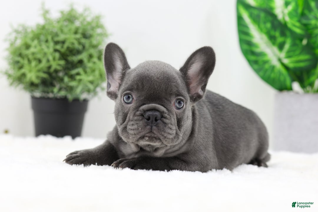 French Bulldog dogs for sale: Esther - Ad 12