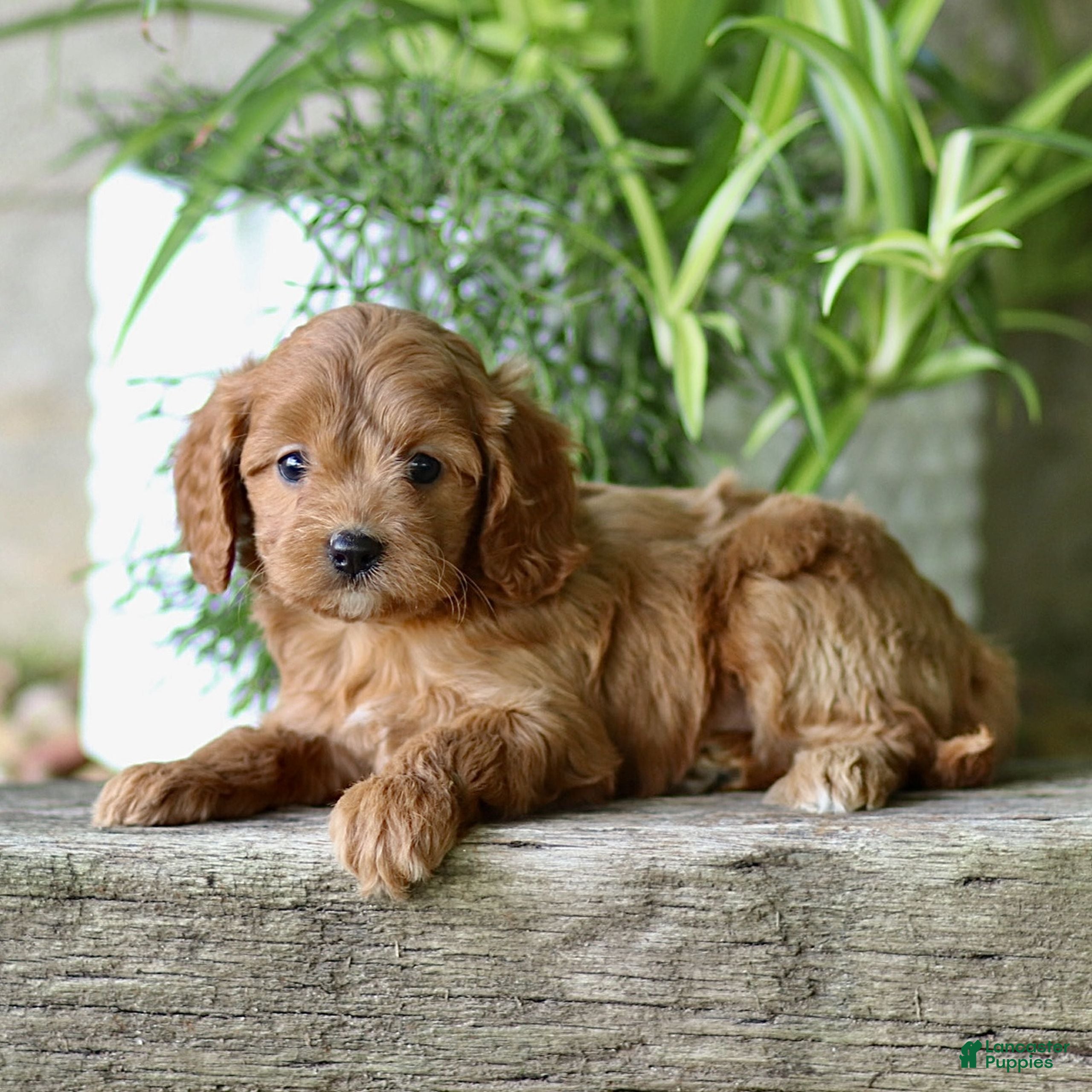 Cavapoo dogs for sale: Chase  - Ad 3