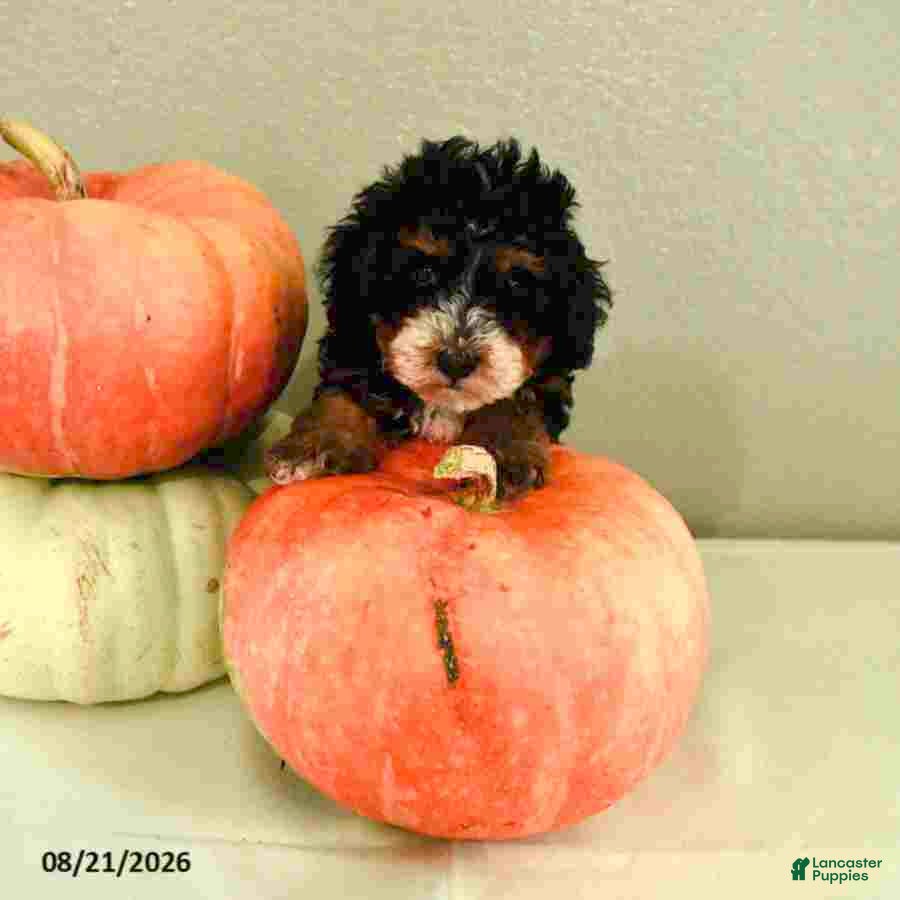 Mini Bernedoodle dogs Mila - Ad 1
