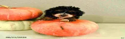 Mini Bernedoodle dogs for sale: Mila - Ad 1