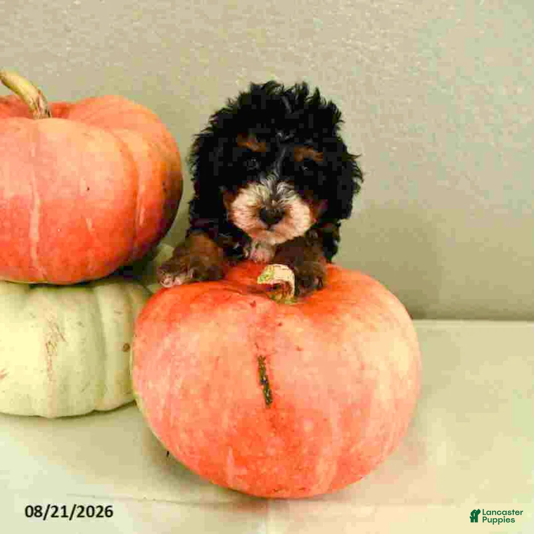 Mini Bernedoodle dogs for sale: Mila - Ad 1