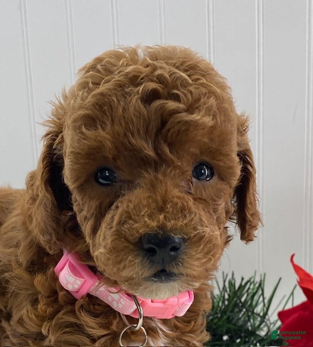 Toy Poodle dogs for sale: Ruby - Ad 1
