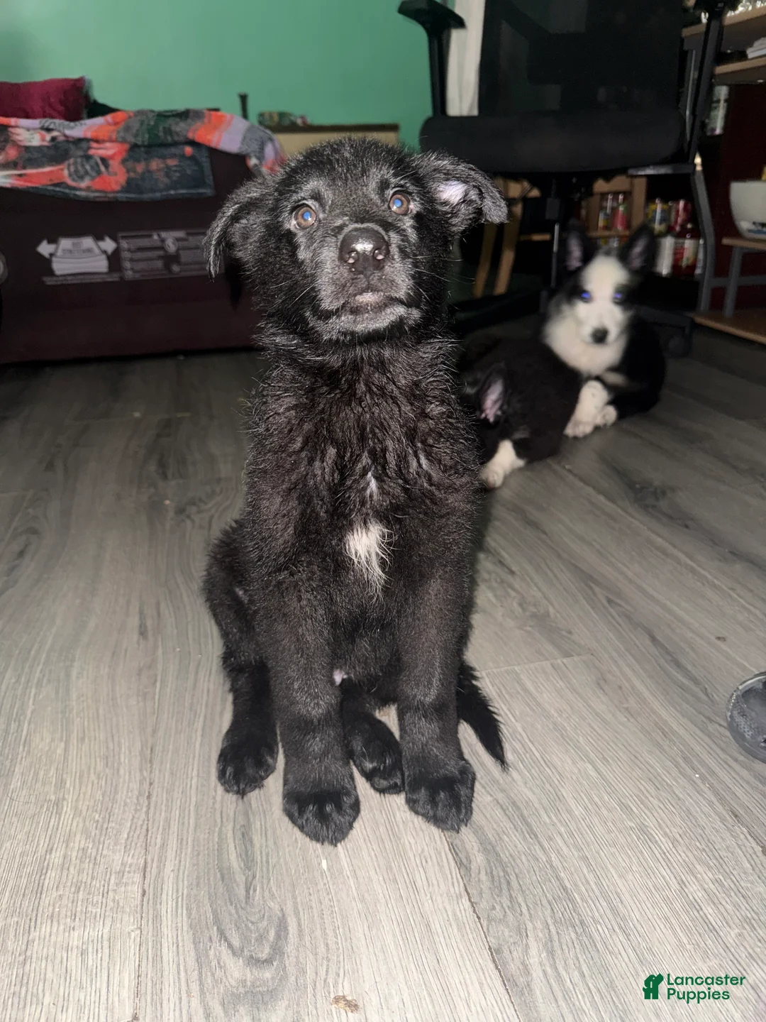 German Shepherd dogs for sale: Cole  - Ad 1