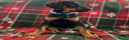 Doberman Pinscher dogs for sale: Bruno - Ad 5