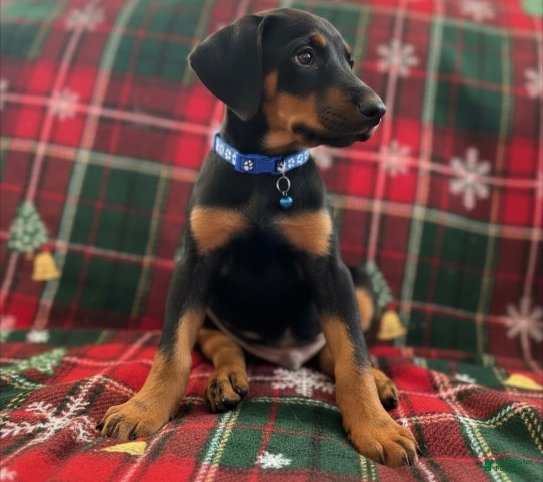 Doberman Pinscher dogs for sale: Bruno - Ad 5