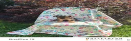 Yorkiepoo dogs for sale: Yorkiepoo 4 - Ad 3