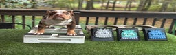 American Bully dogs for sale: Teddy Graham - Ad 1