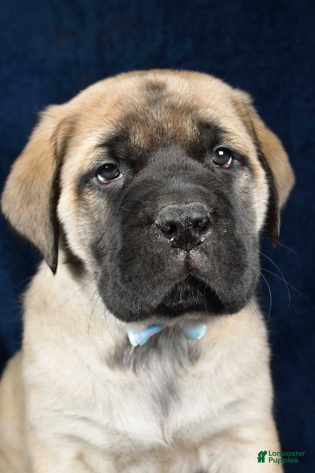 English Mastiff dogs for sale: Sylis - Ad 7