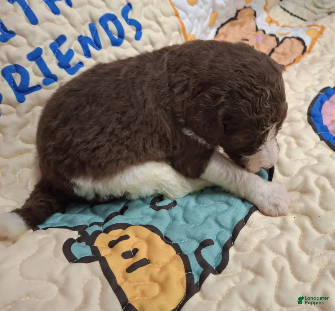 Labradoodle dogs for sale: *REDUCED* Garbanzo - Ad 4