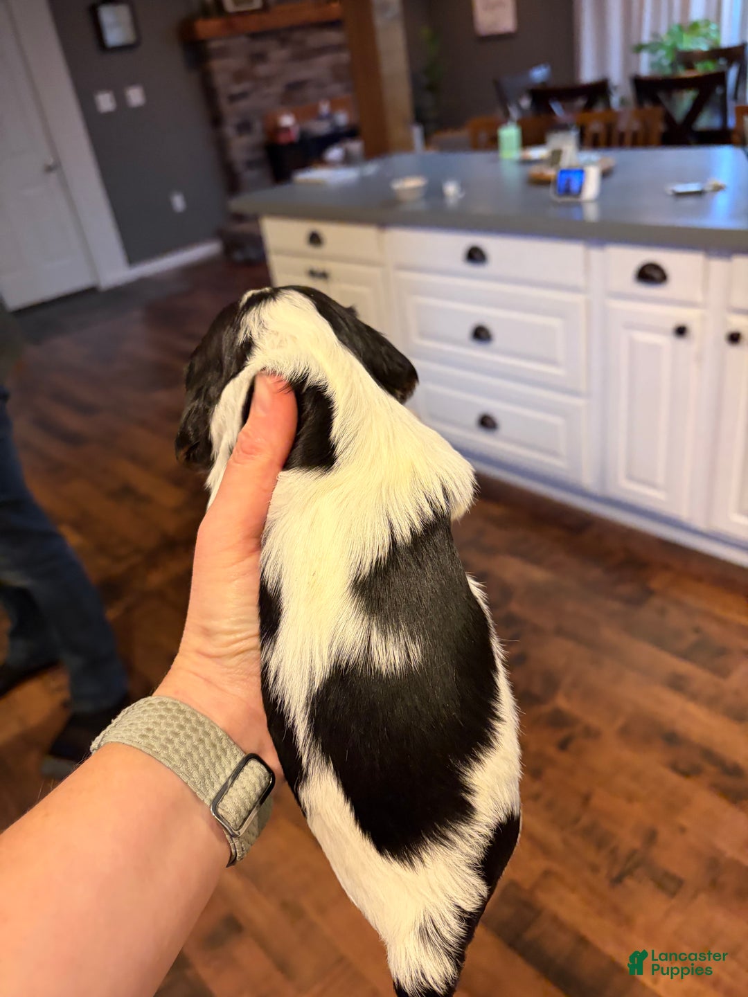 Cavalier King Charles Spaniel dogs for sale: Charlie - Ad 3