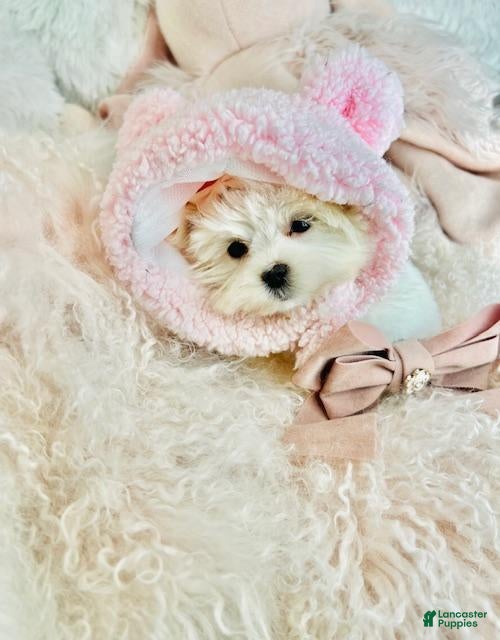 Maltese dogs Teacup Maltese Puppy 1 - Ad 1