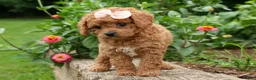 Cavapoo dogs for sale: Veronica💖 - Ad 5