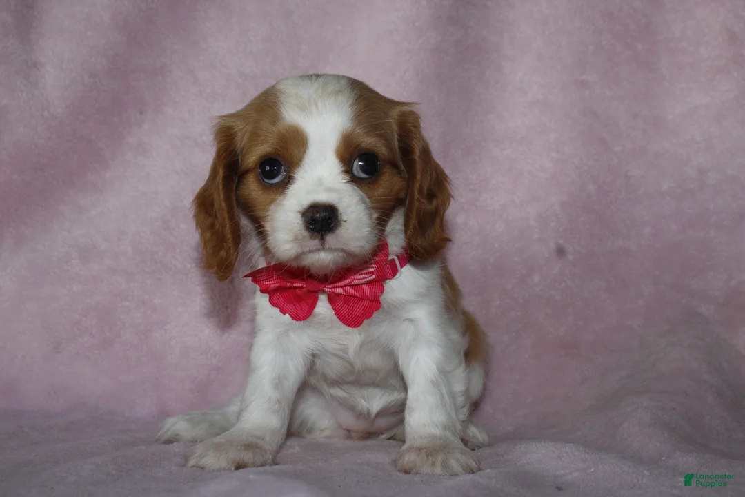 Cavalier King Charles Spaniel dogs for sale: LIBERTY - Ad 2