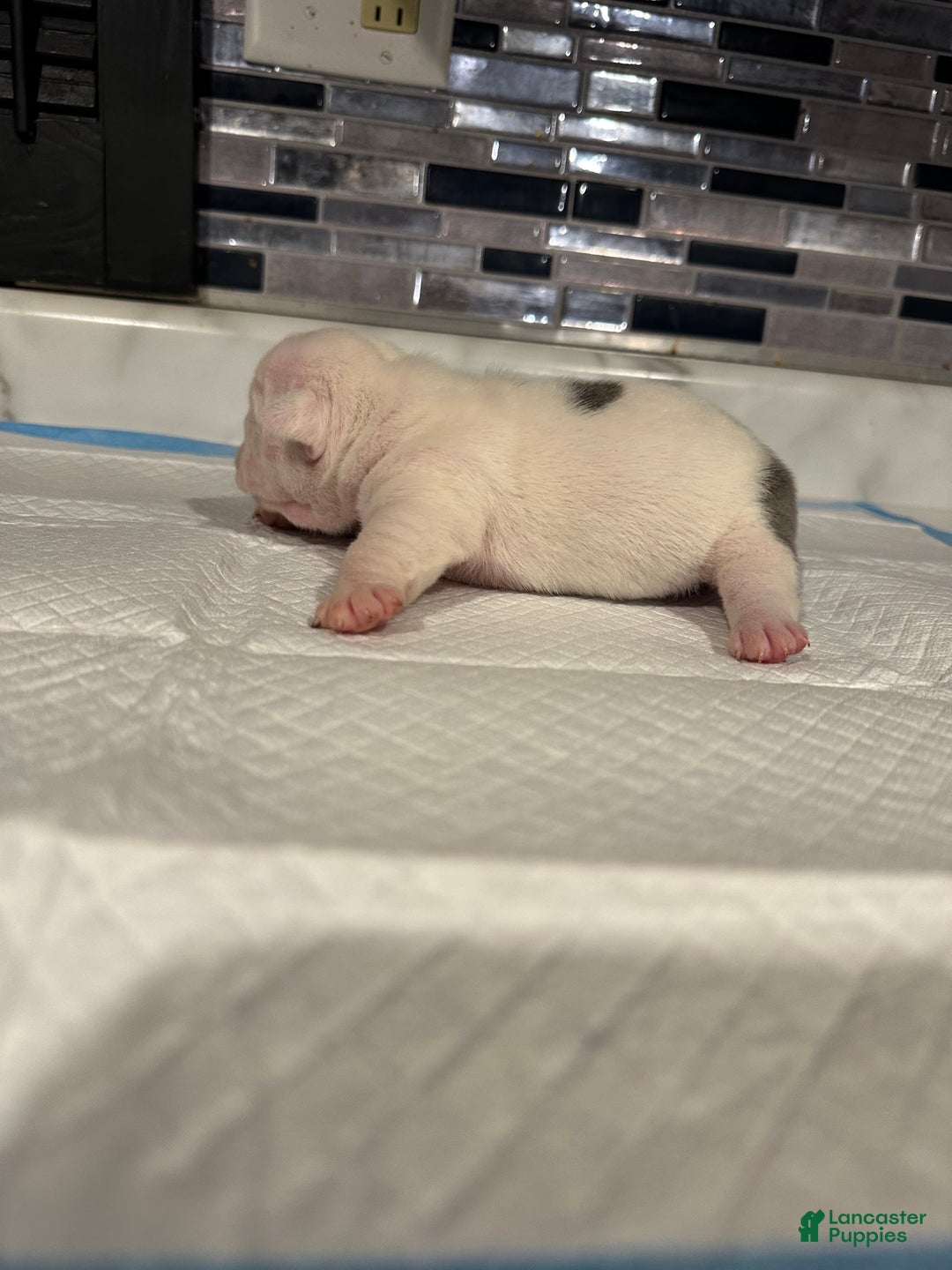 English Bulldog dogs for sale: Blue Fawn Merle Boy  - Ad 40