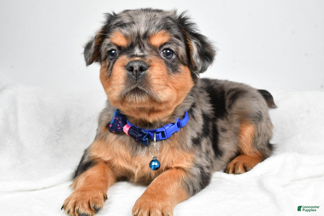 French Bulldog dogs for sale: Maxwell - Ad 3