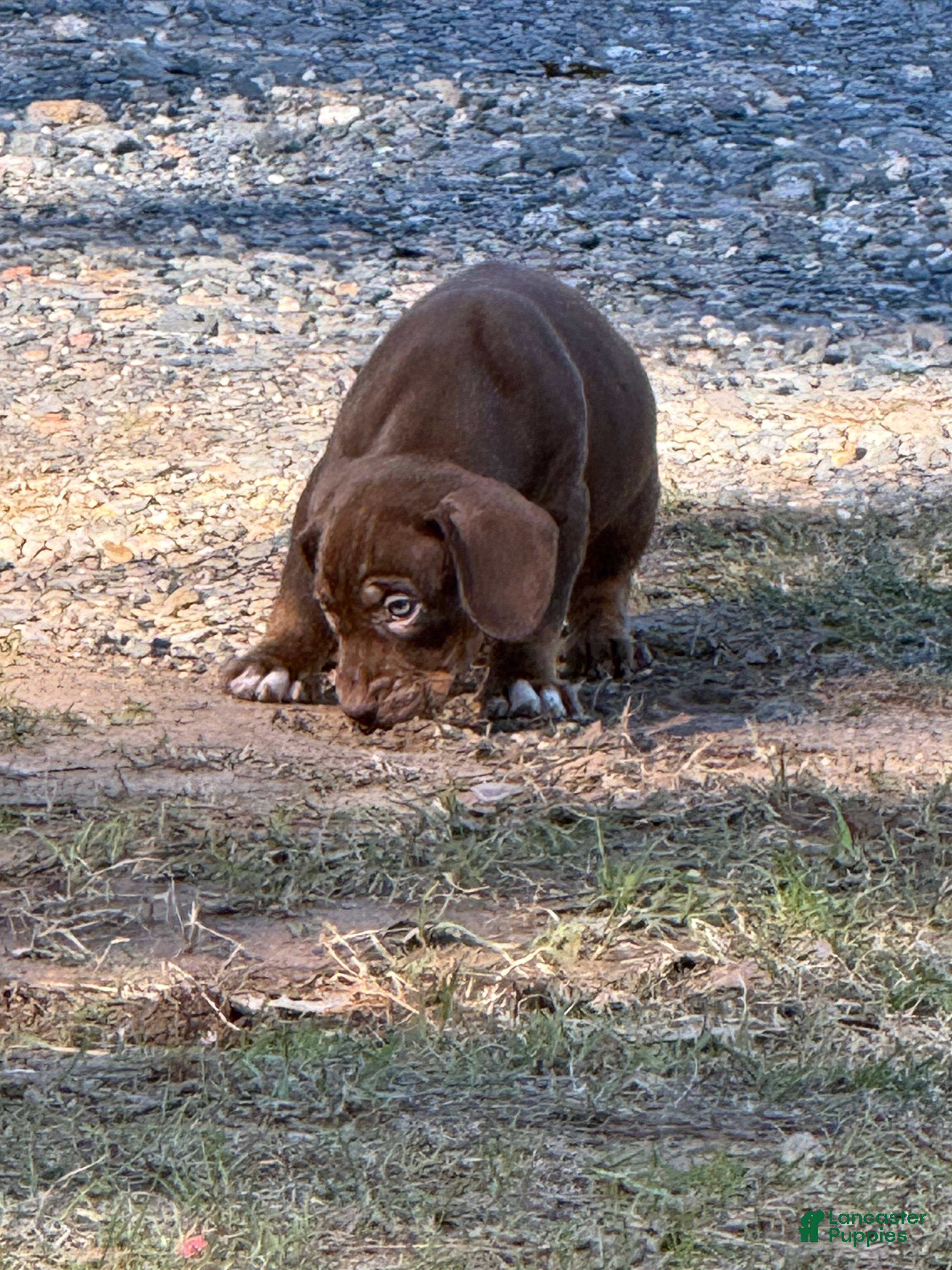 Catahoula Leopard Dog dogs Catahoula Leopard Dog Puppy 2 - Ad 2