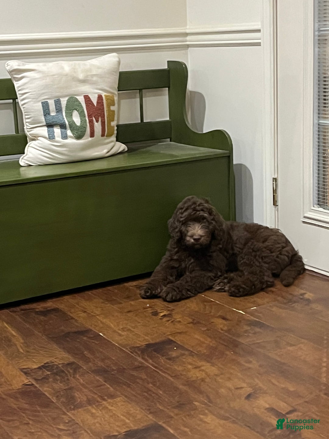 Mixed Breed dogs for sale: Doubledoodle Male Puppy - Ad 4