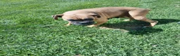 Boxer dogs for sale: Tootsie - Ad 8
