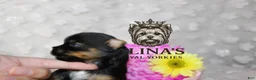 Yorkshire Terrier dogs for sale: Kristoff - Ad 4
