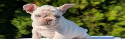 French Bulldog dogs for sale: Lando - Ad 9