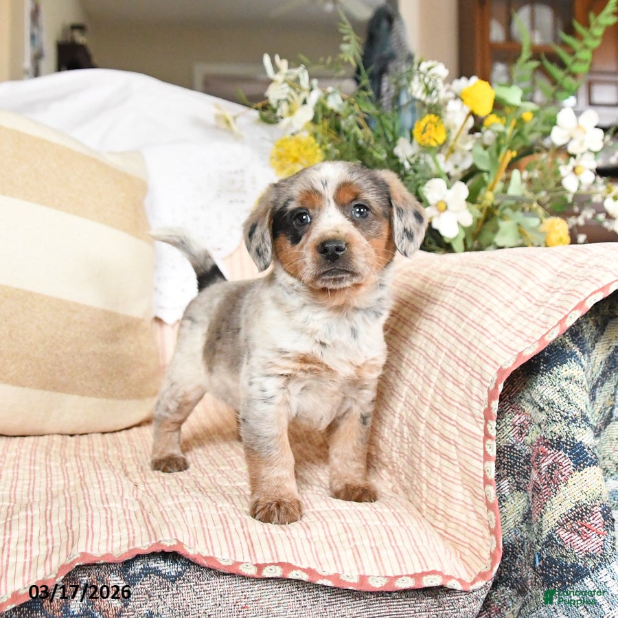 Mixed Breed dogs Chief - Ad 1