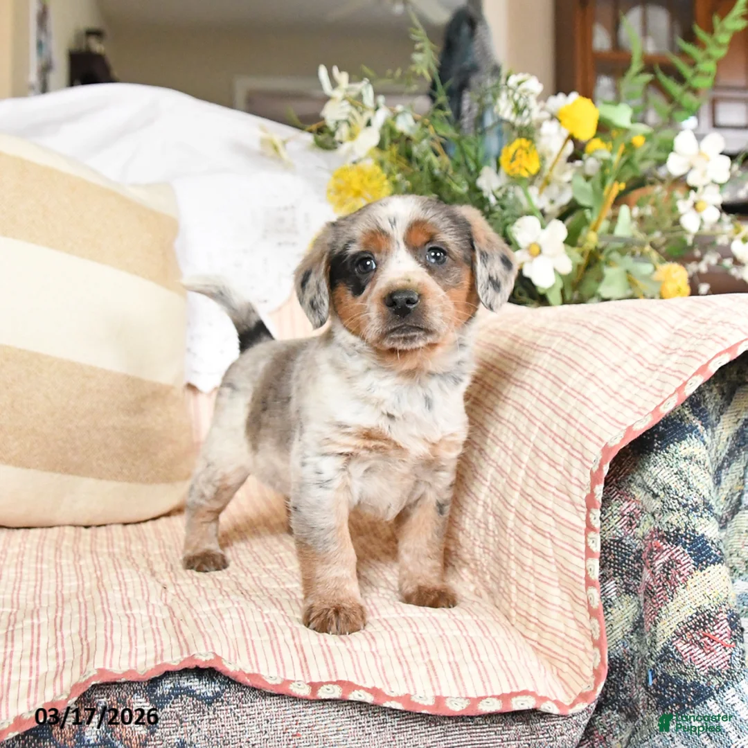 Mixed Breed dogs for sale: Chief - Ad 1