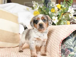 Mixed Breed dogs for sale: Chief - Ad 2