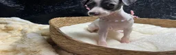 Italian Greyhound dogs for sale: Italian Greyhound 3 - Ad 5