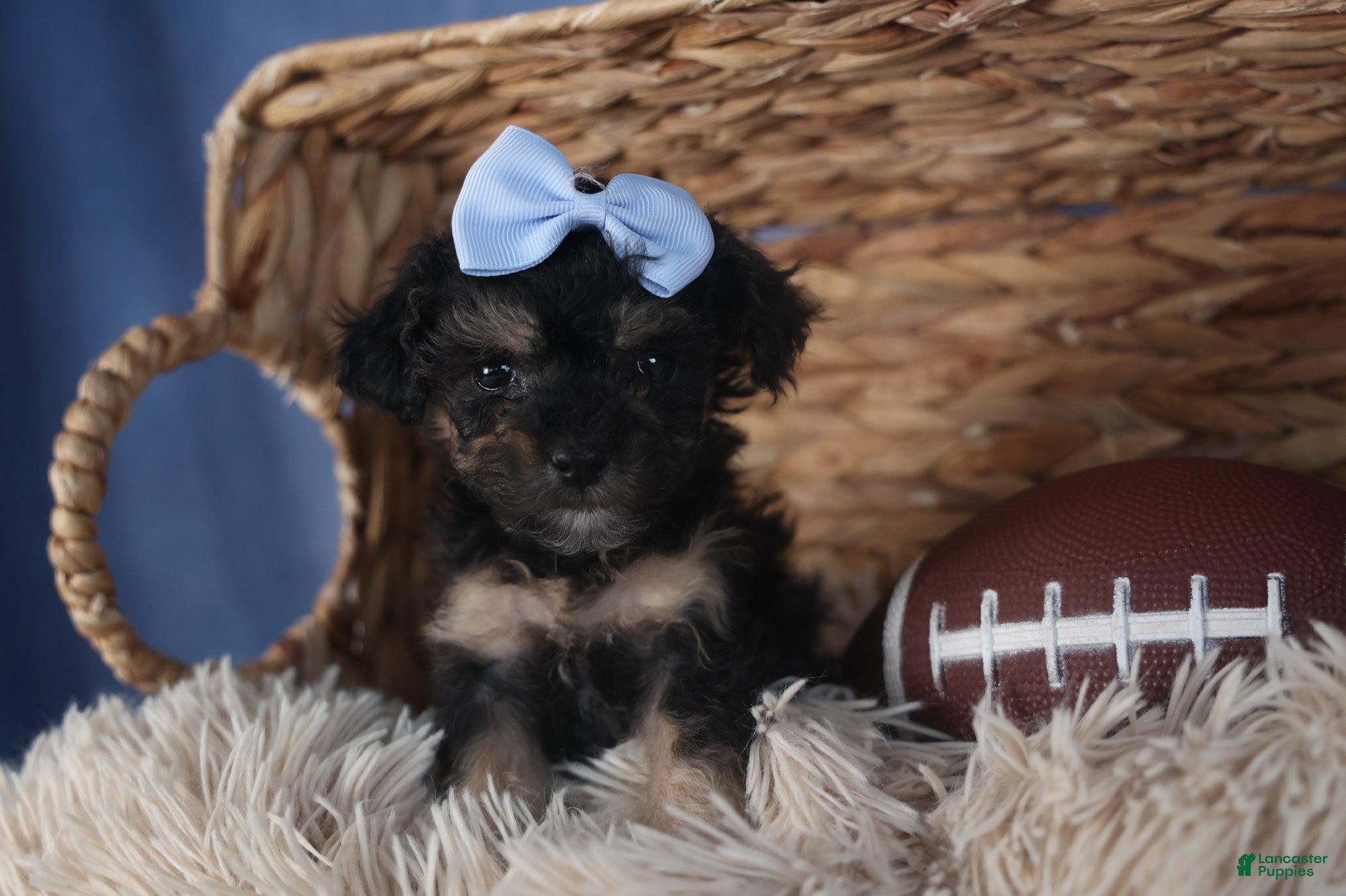 Miniature Poodle dogs Rosebud (Runt of Litter) - Ad 1