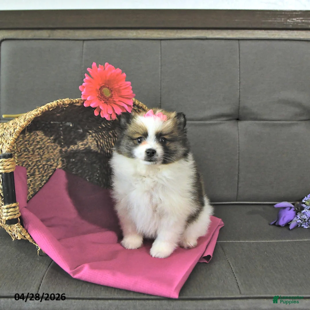 Pomeranian dogs for sale: Tilly - Ad 2