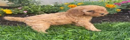 Miniature Poodle dogs for sale: Minnie - Ad 3