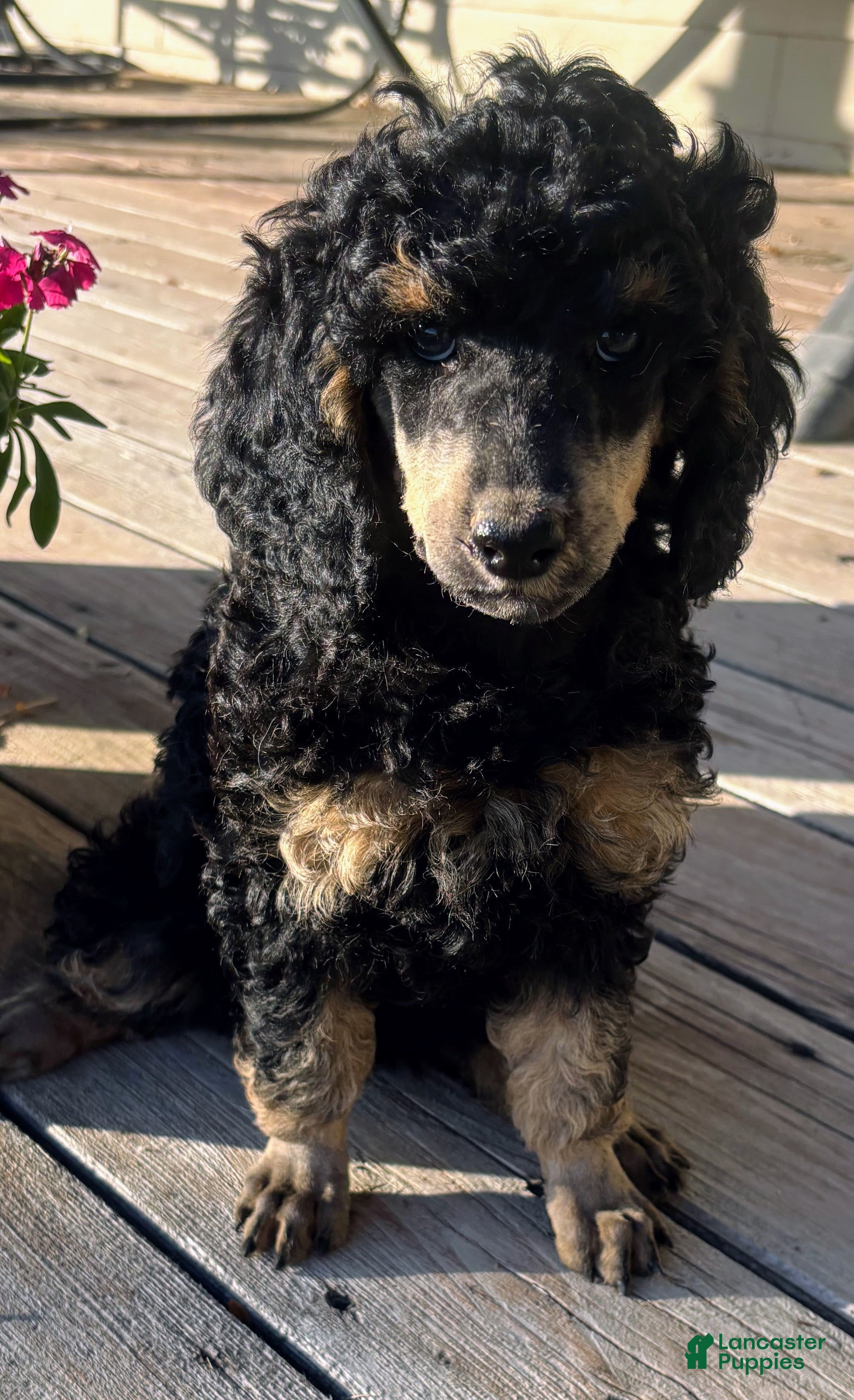 Standard Poodle dogs Standard Poodle 12 Small Black Phantom - Ad 2
