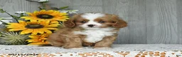 Cavapoo dogs for sale: Niko - Ad 1