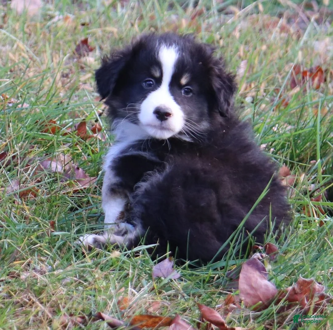 Miniature Australian Shepherd dogs for sale: Black Tri Male - Ad 6