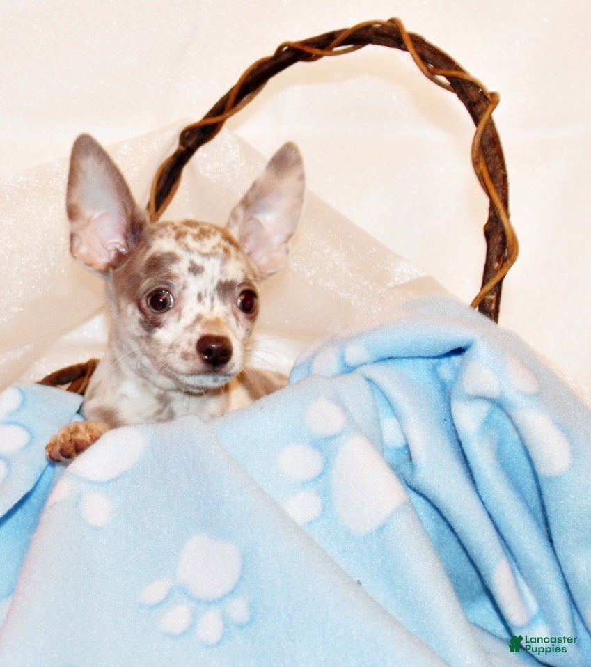 Chihuahua dogs Hector - Ad 19