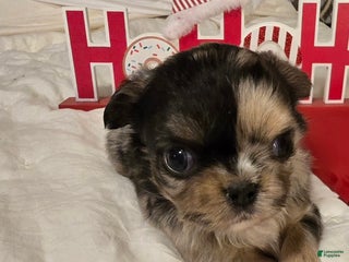 Chihuahua dogs Stitch - Ad 10