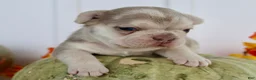French Bulldog dogs for sale: Misty Female AKC French Bulldog - Ad 7