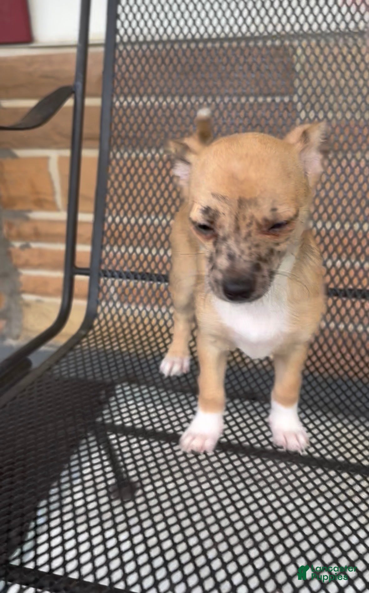 Chiweenie dogs Mai Tai  - Ad 2