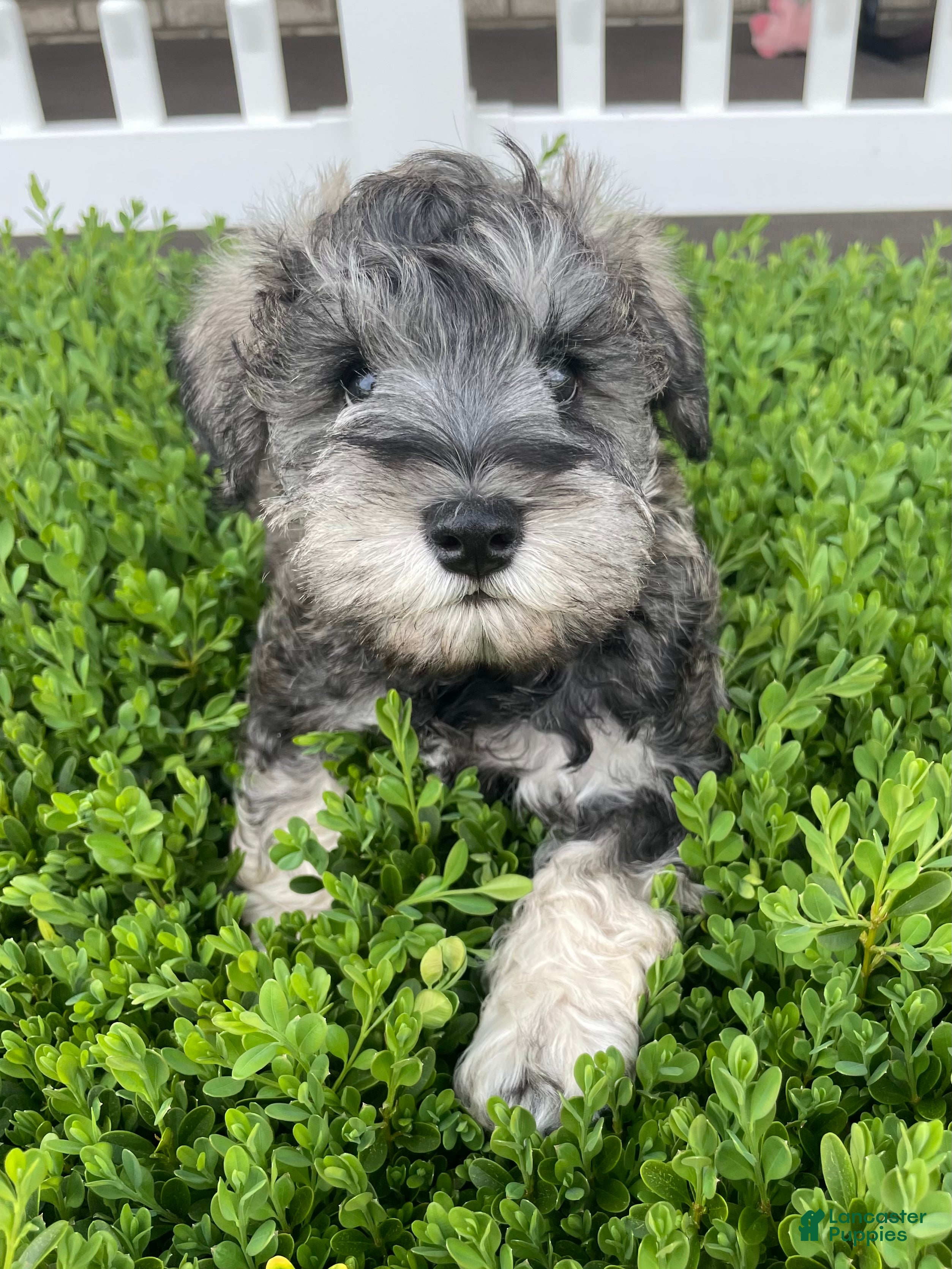 Miniature Schnauzer dogs Miniature Schnauzer Puppy 3 Murphy - Ad 2