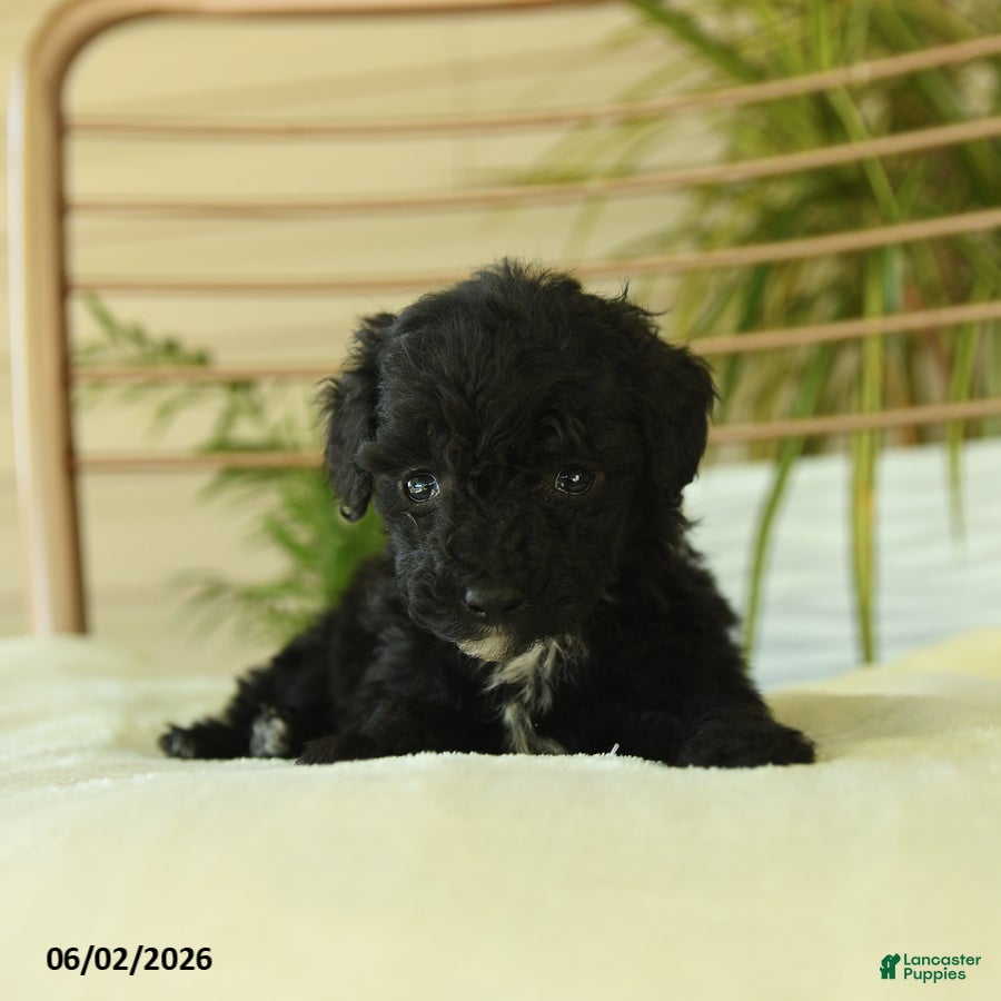 Miniature Poodle dogs for sale: Quinton - Ad 3