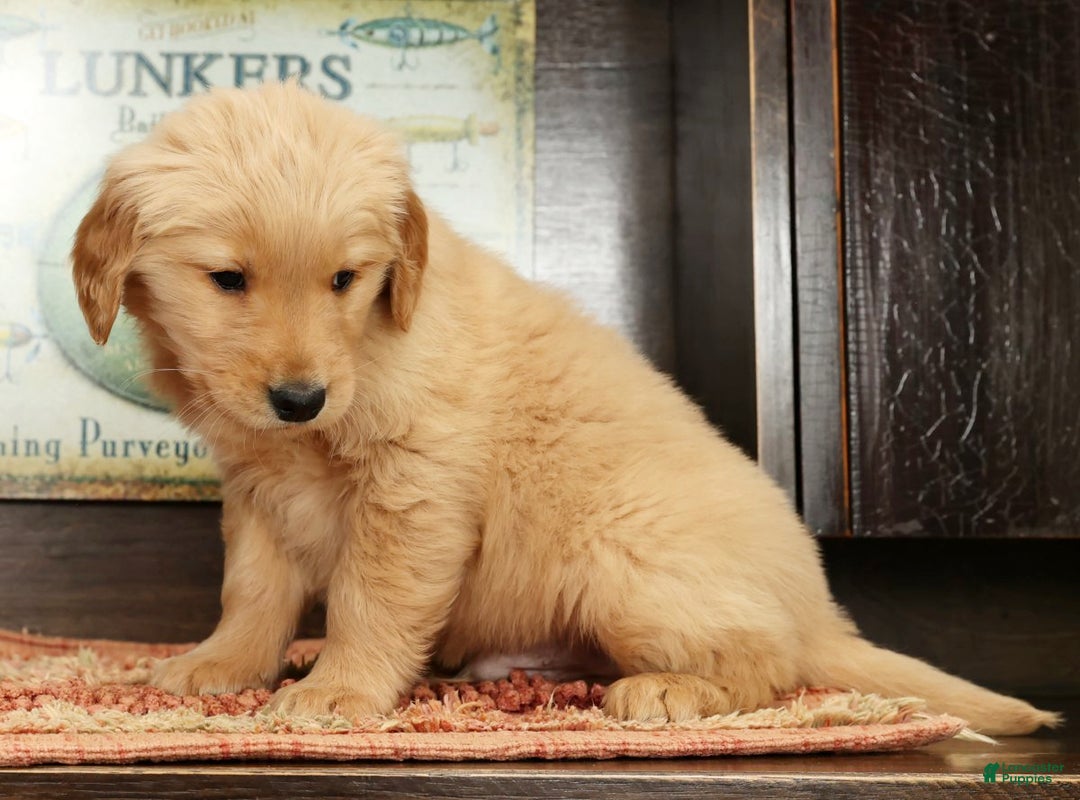 Golden Retriever dogs for sale: Dewy - Ad 2