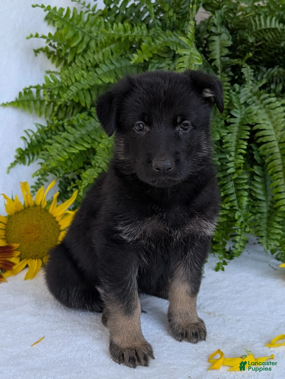 German Shepherd dogs for sale: Denzel  - Ad 2