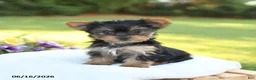 Yorkshire Terrier dogs for sale: Darcy - Ad 3