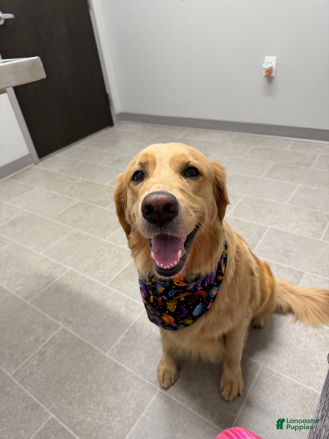 Golden Retriever dogs for sale: Brownie - Ad 4