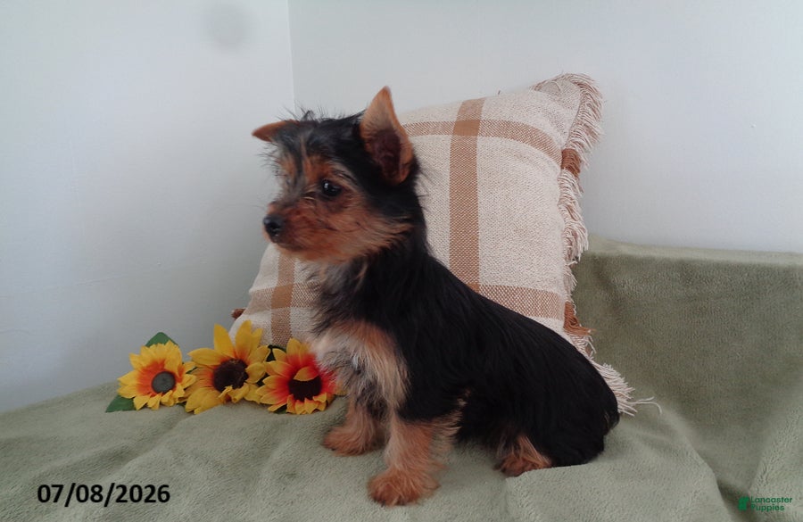Yorkshire Terrier dogs Mike - Ad 2