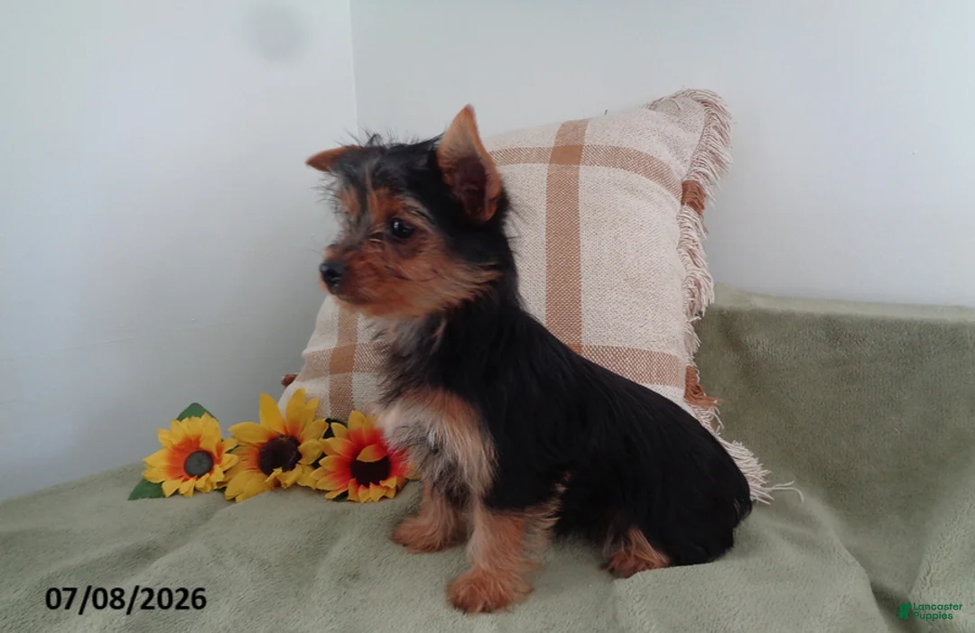 Yorkshire Terrier dogs for sale: Mike - Ad 2
