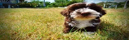 Havapoo dogs for sale: Katie - Ad 7
