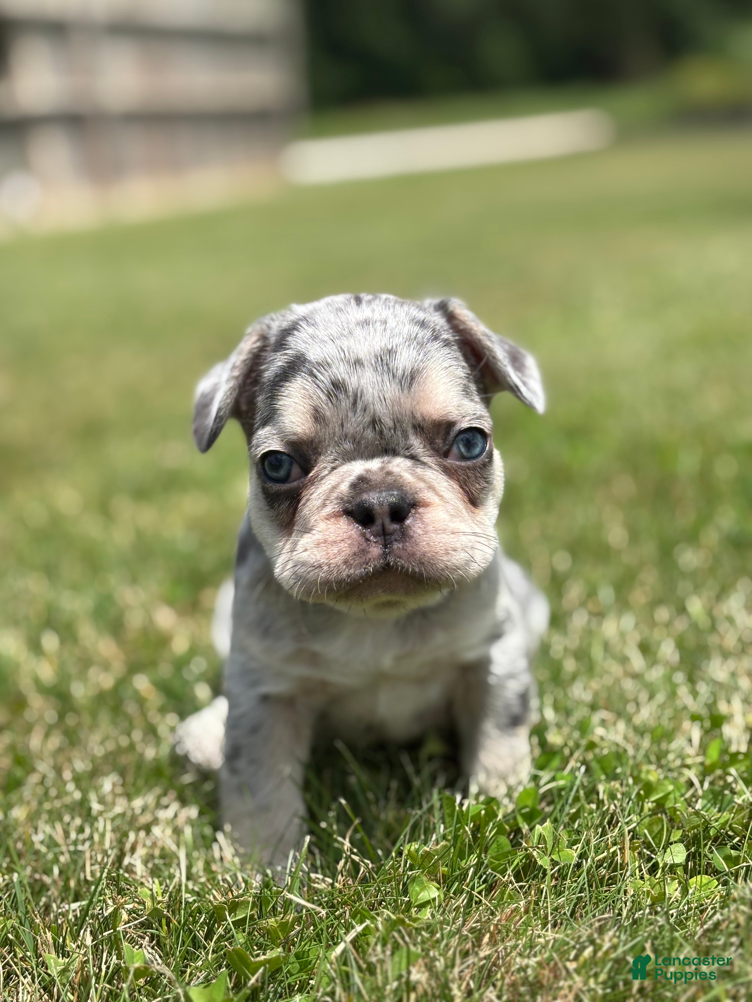French Bulldog dogs Oliver - Ad 1