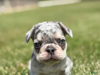 French Bulldog dogs for sale: Oliver - Ad 1